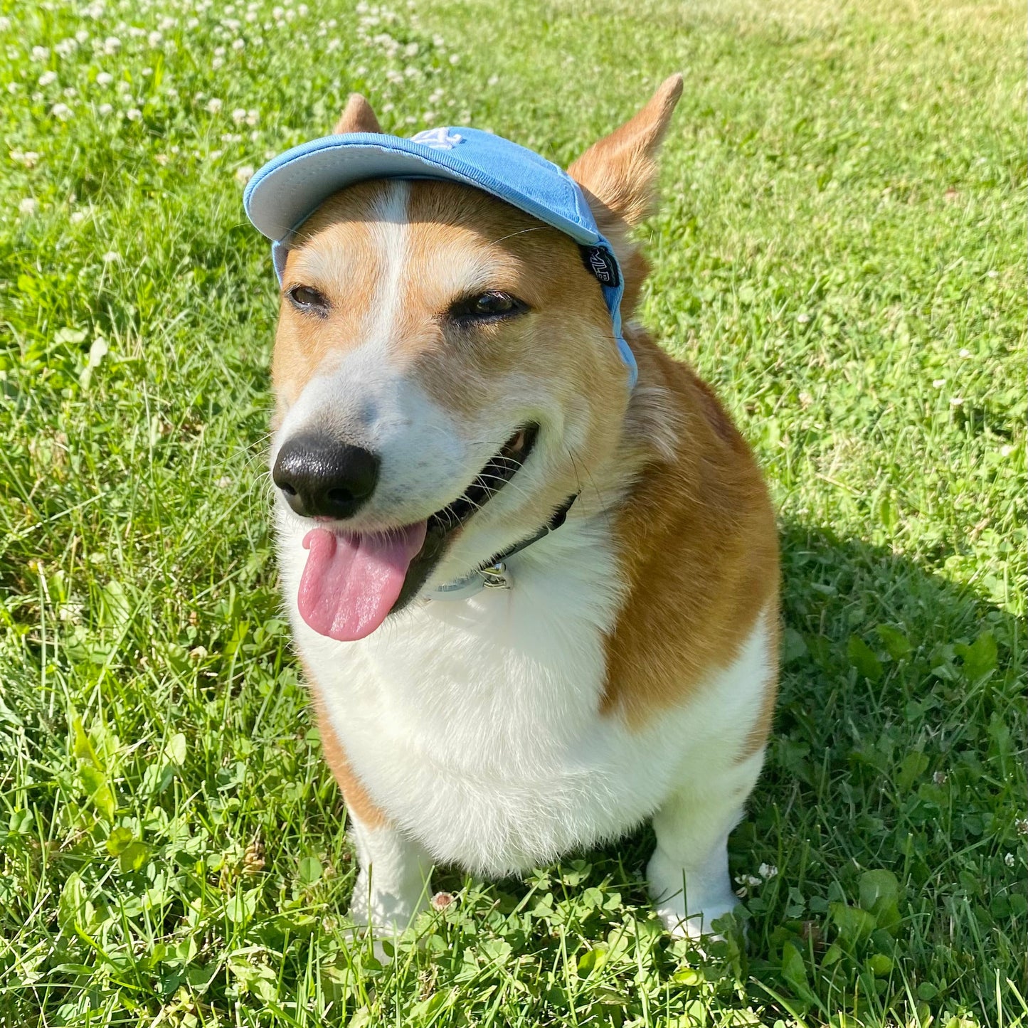 PupPaw Sky Blue Hat