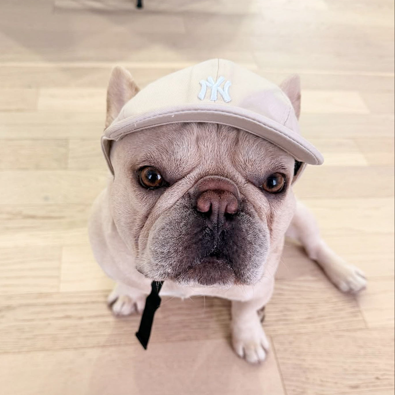 PupPaw Beige Hat