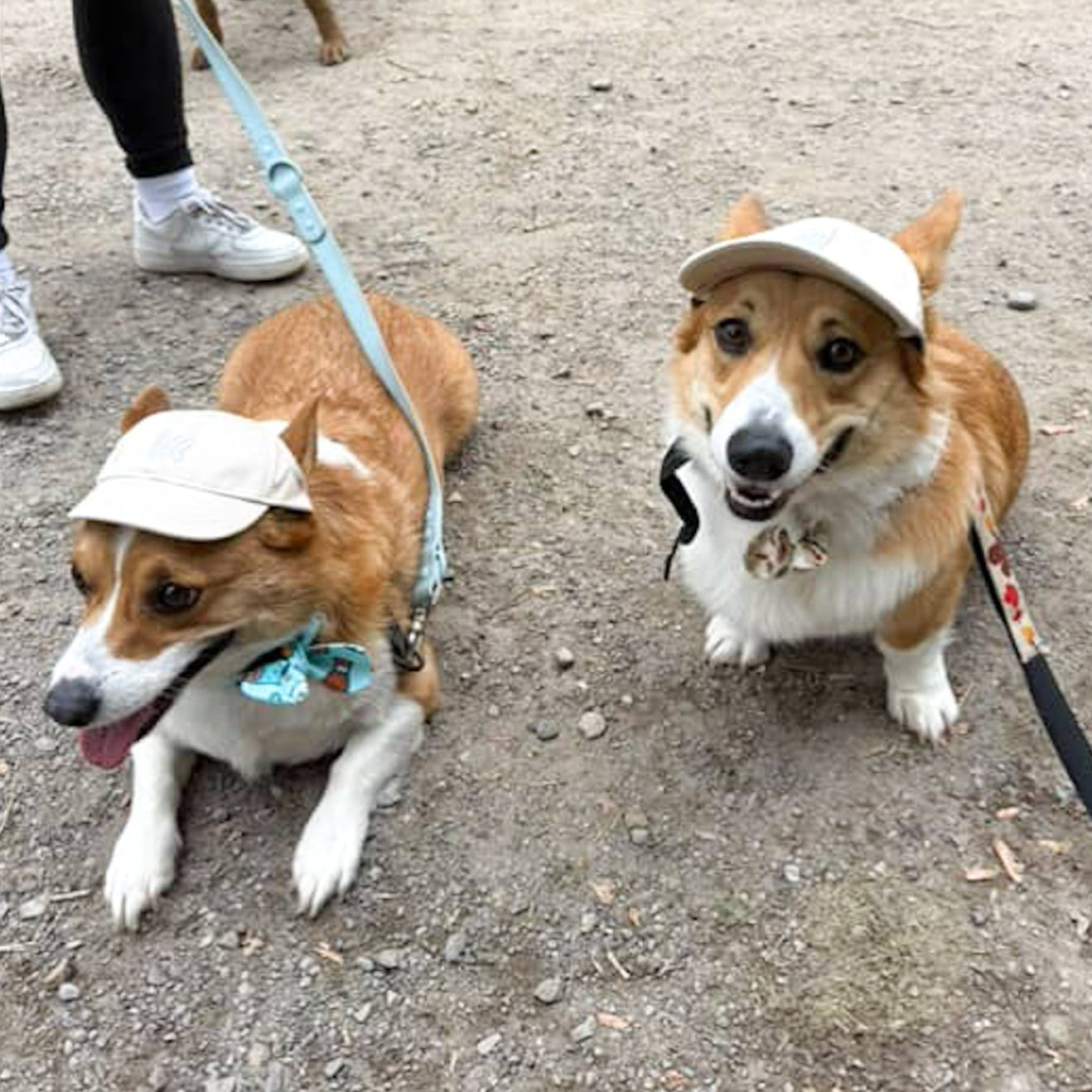 PupPaw Beige Hat
