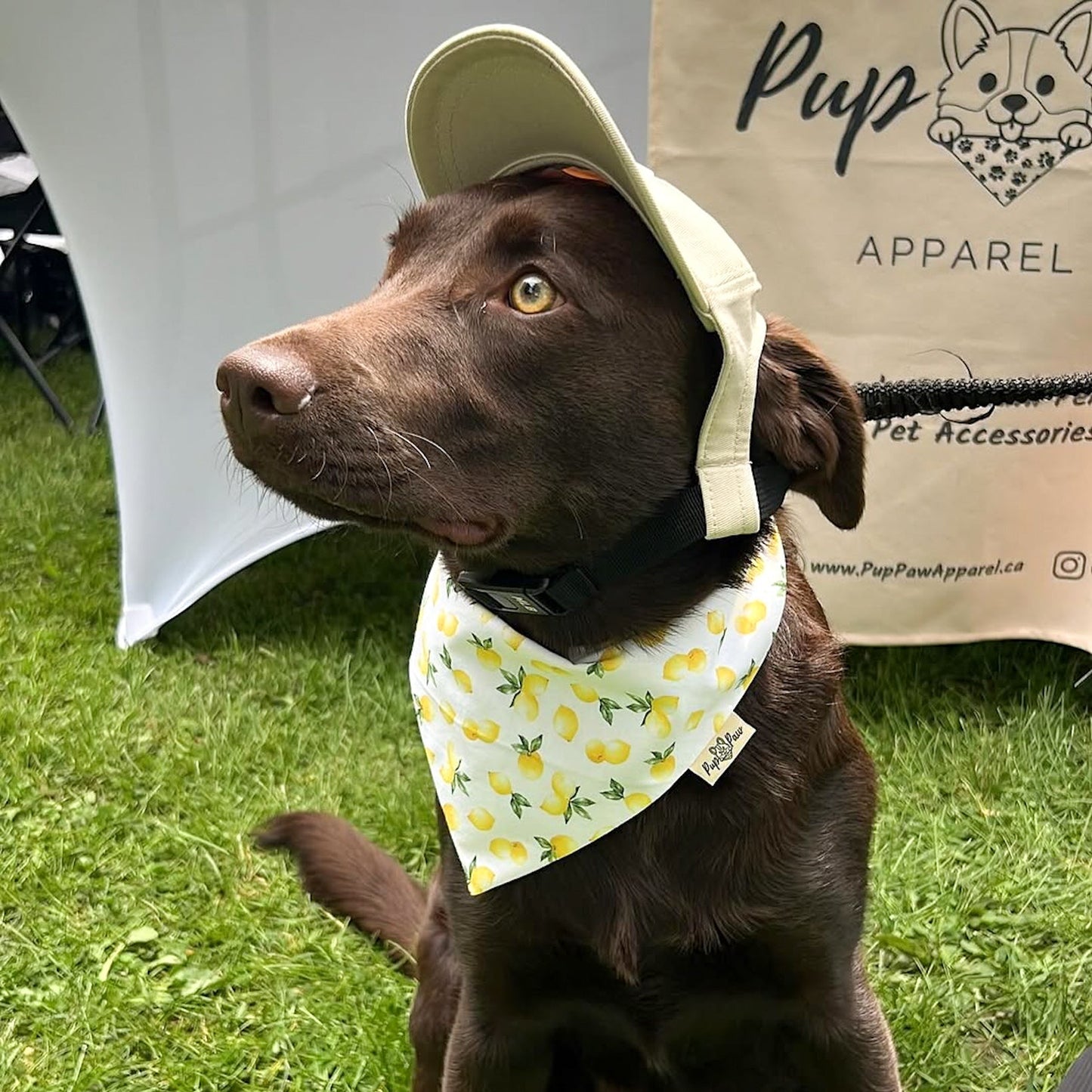 PupPaw Beige Hat