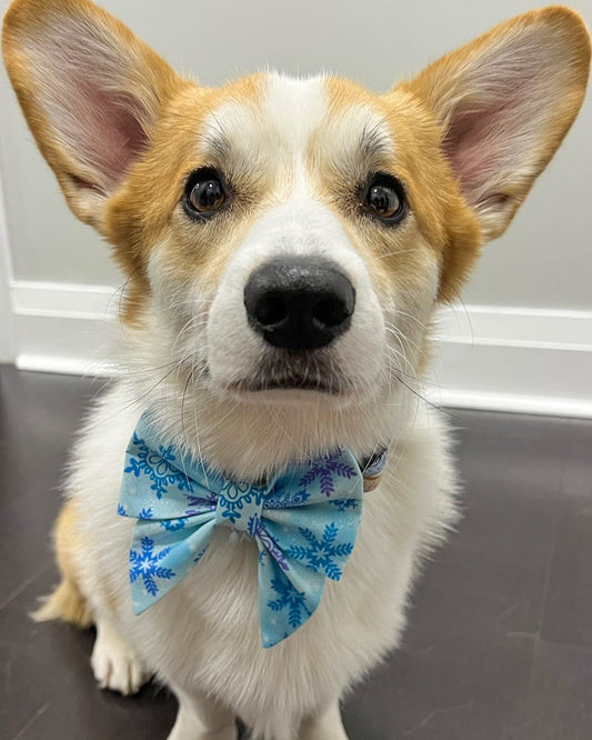 Frosty Blue Bowtie