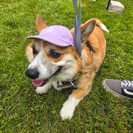 PupPaw Lilac Hat