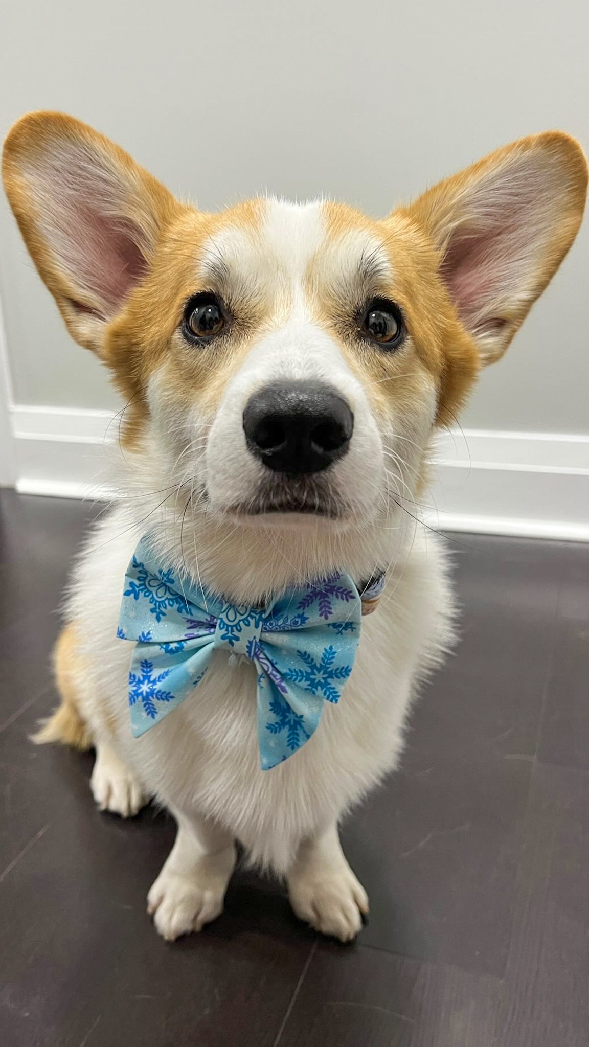 Frosty Blue Bowtie