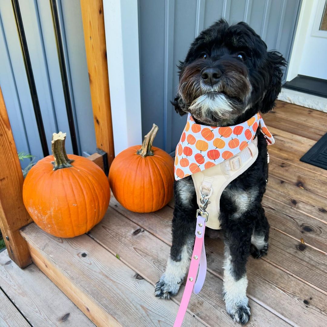 Pumpkin Patch