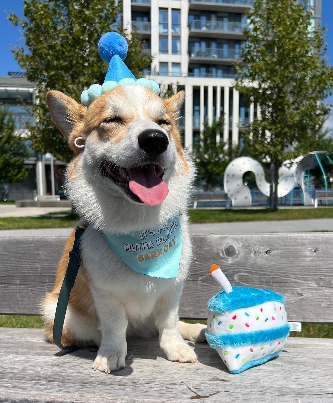 Barkday Boy