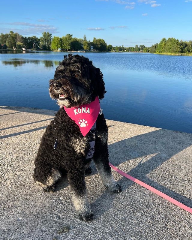 Custom PupPaw Bandana