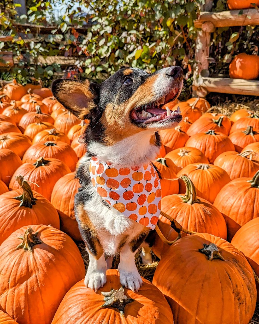 Pumpkin Patch