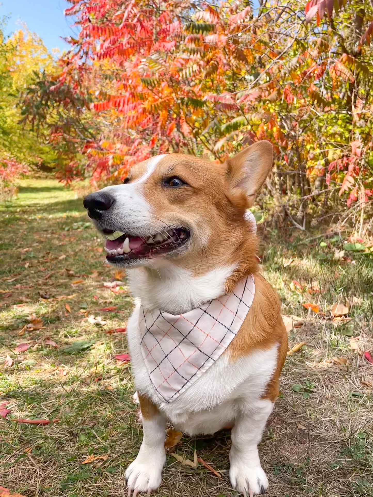 Pumpkin Patch