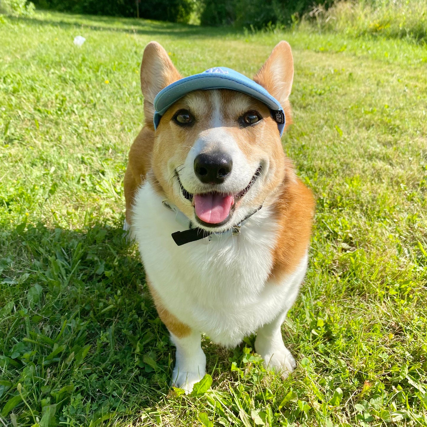 PupPaw Sky Blue Hat