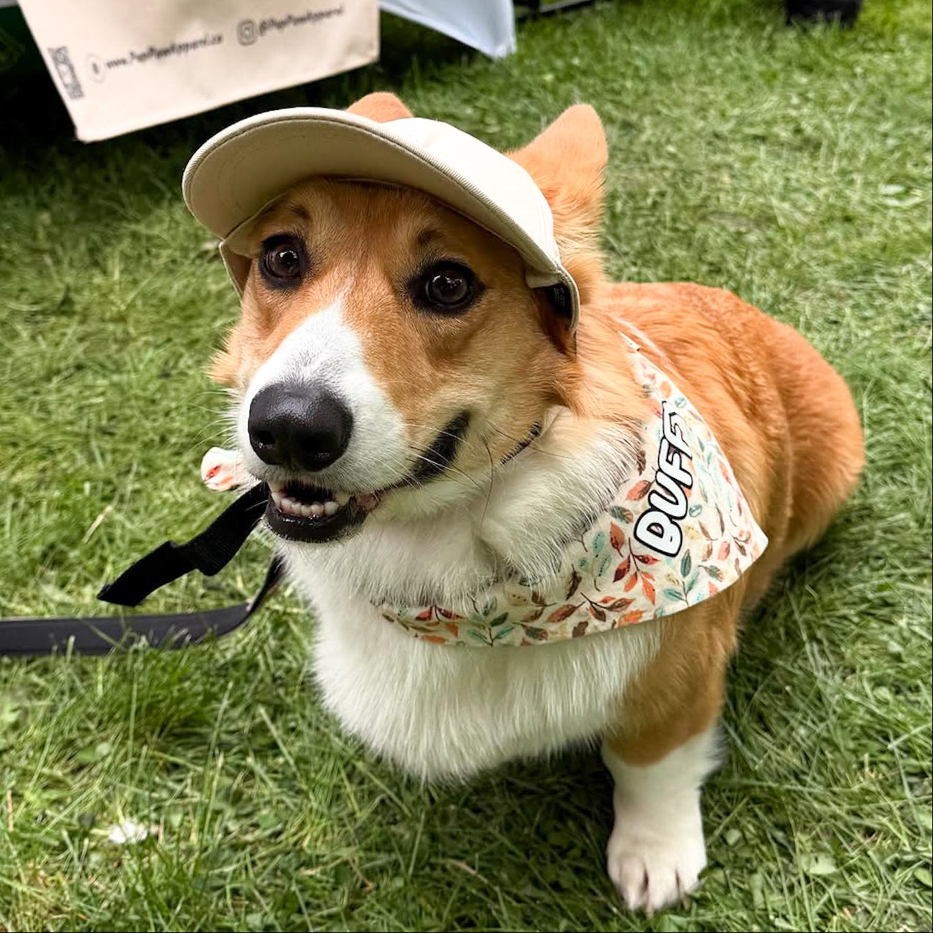 PupPaw Beige Hat