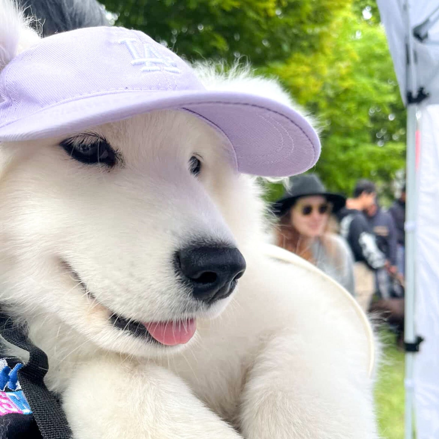 PupPaw Lilac Hat