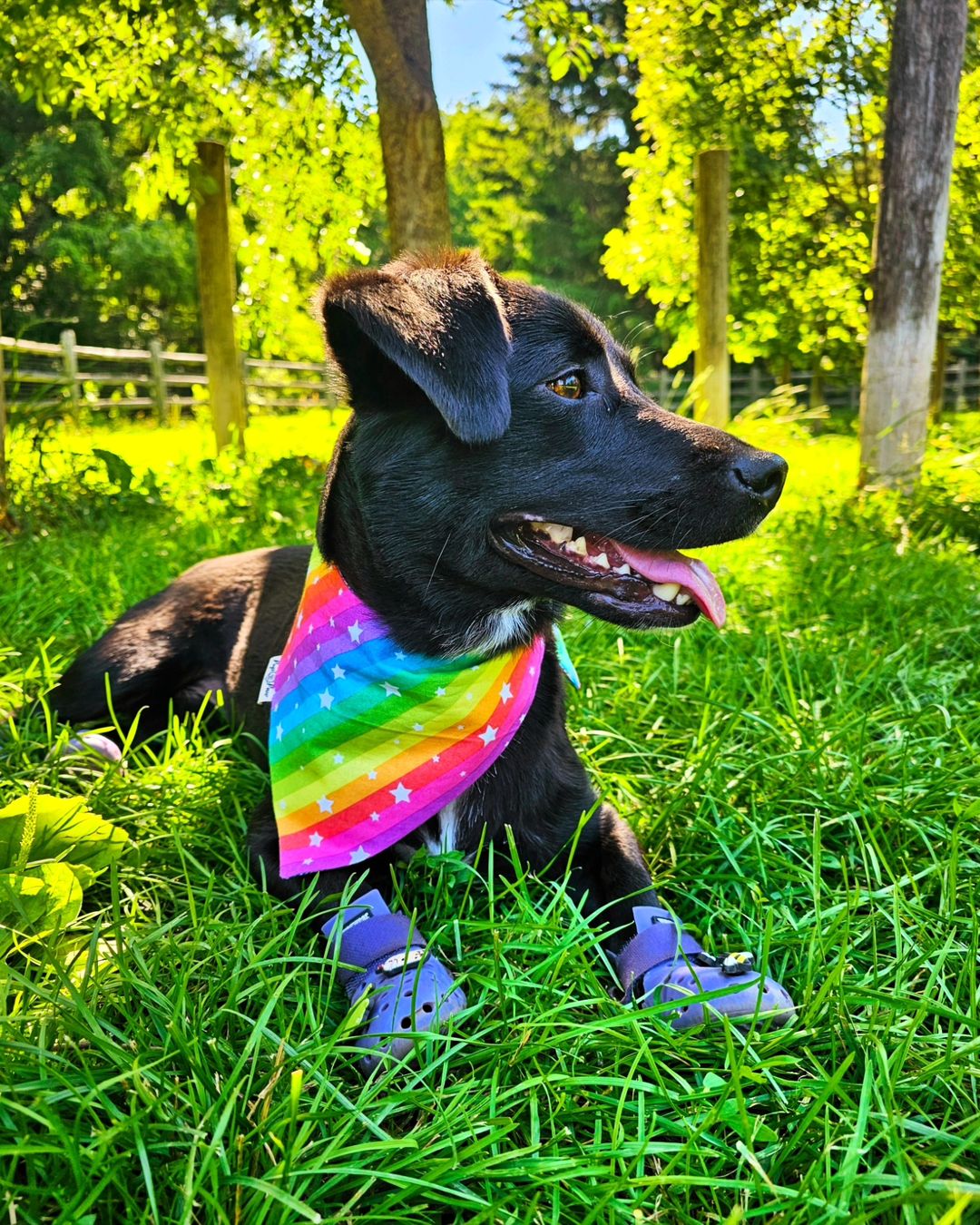 Rainbow Love