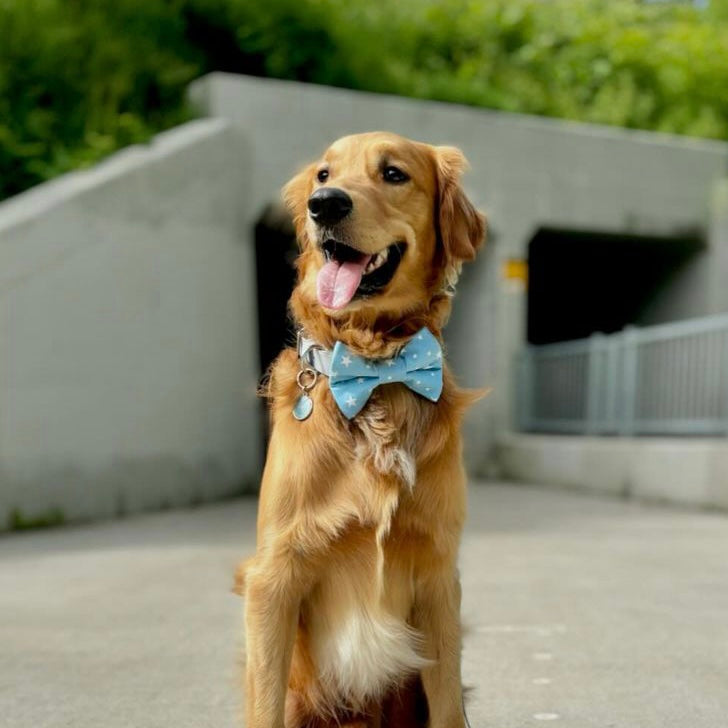 Starboy Bowtie