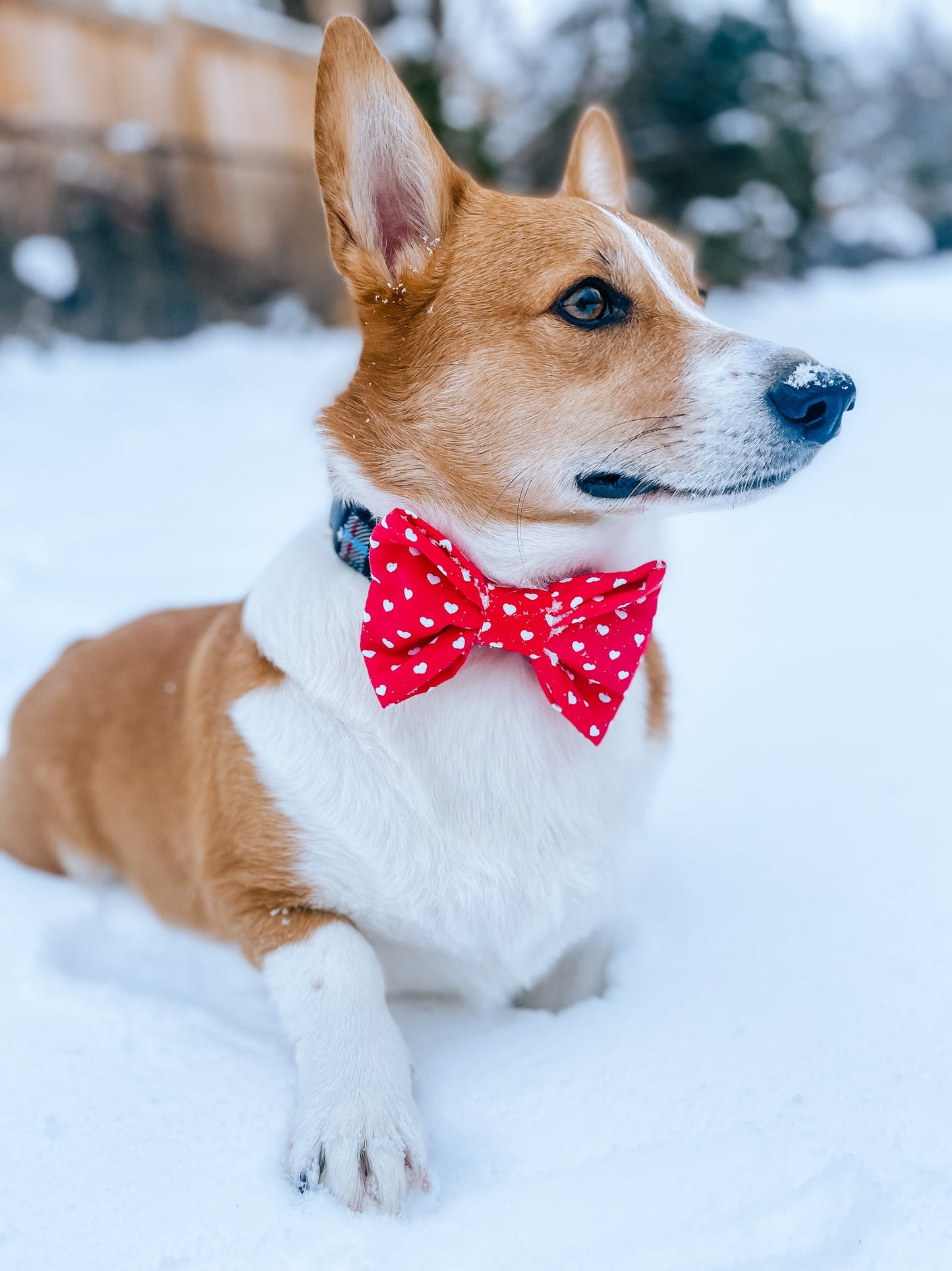 Pup Paw Apparel Co. - Furrever Love Bowtie - Bowtie