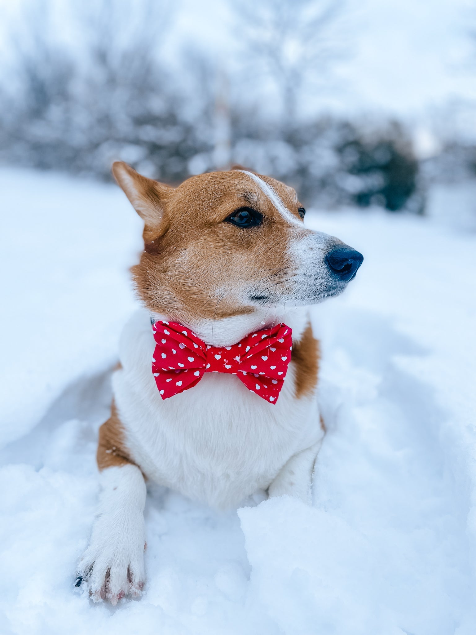 Pup Paw Apparel Co. - Furrever Love Bowtie - Bowtie