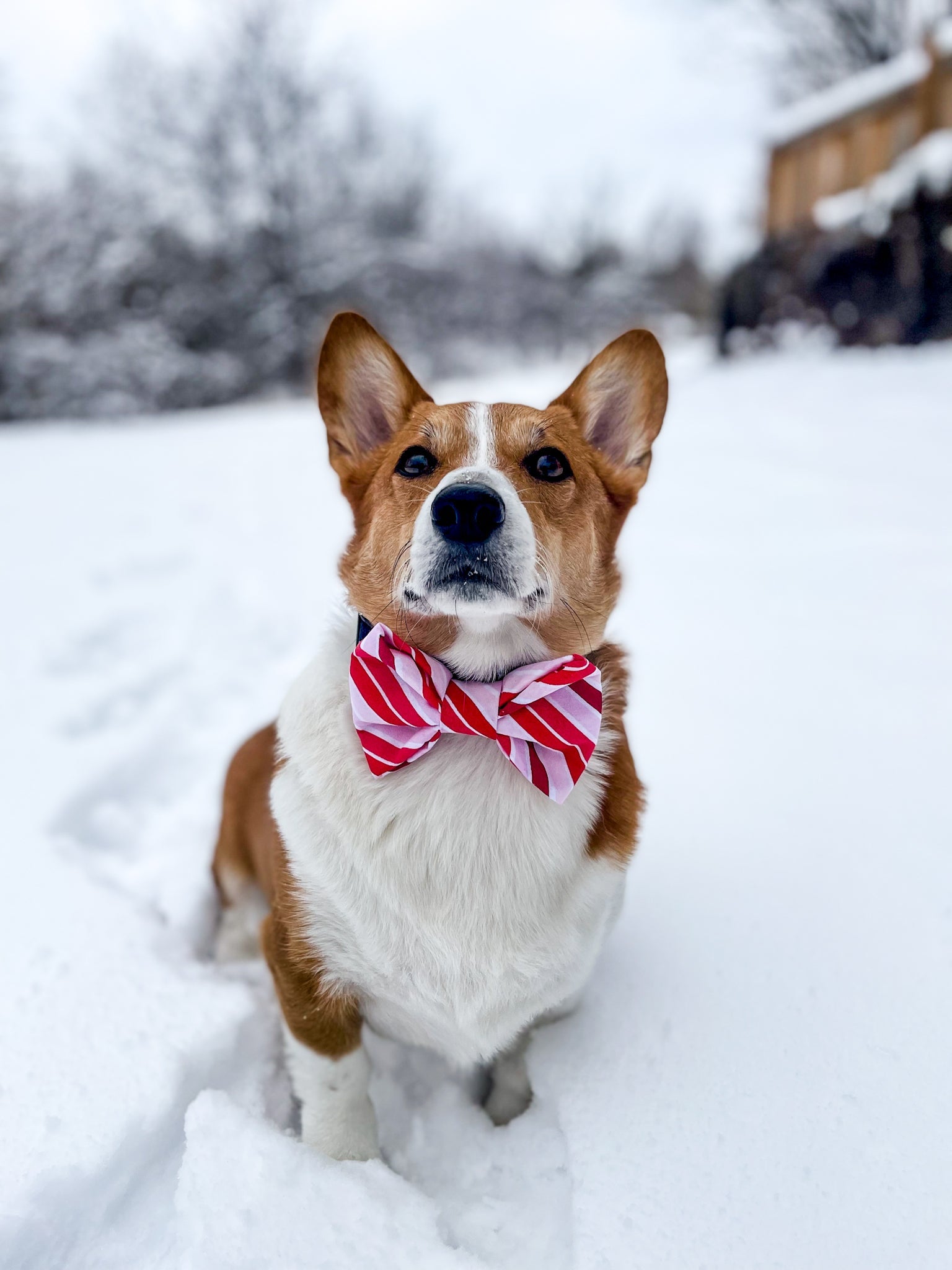 Pup Paw Apparel Co. - Lover's Knot Bowtie - Bowtie