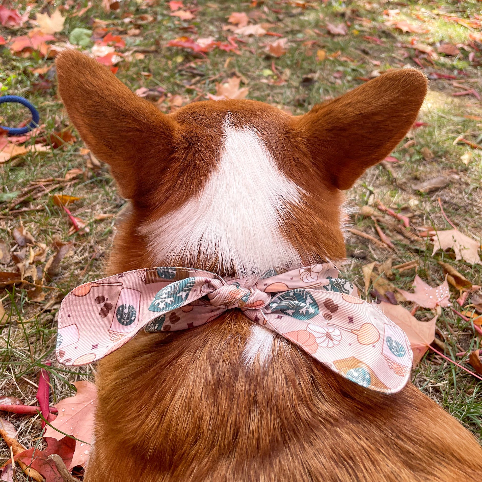 Pup Paw Apparel Co. - Pumpkin Spice - Dog Apparel