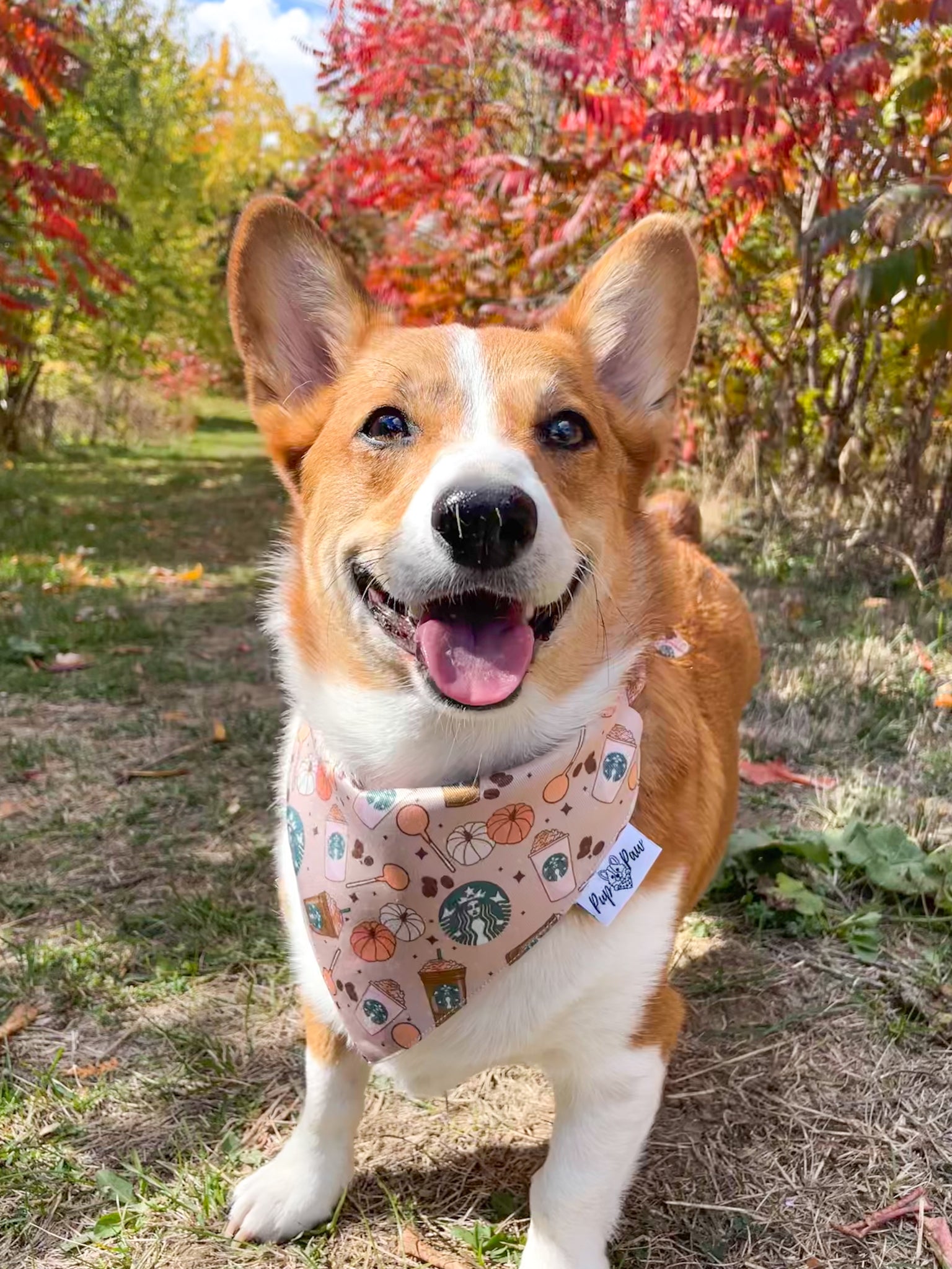 Pup Paw Apparel Co. - Pumpkin Spice - Dog Apparel