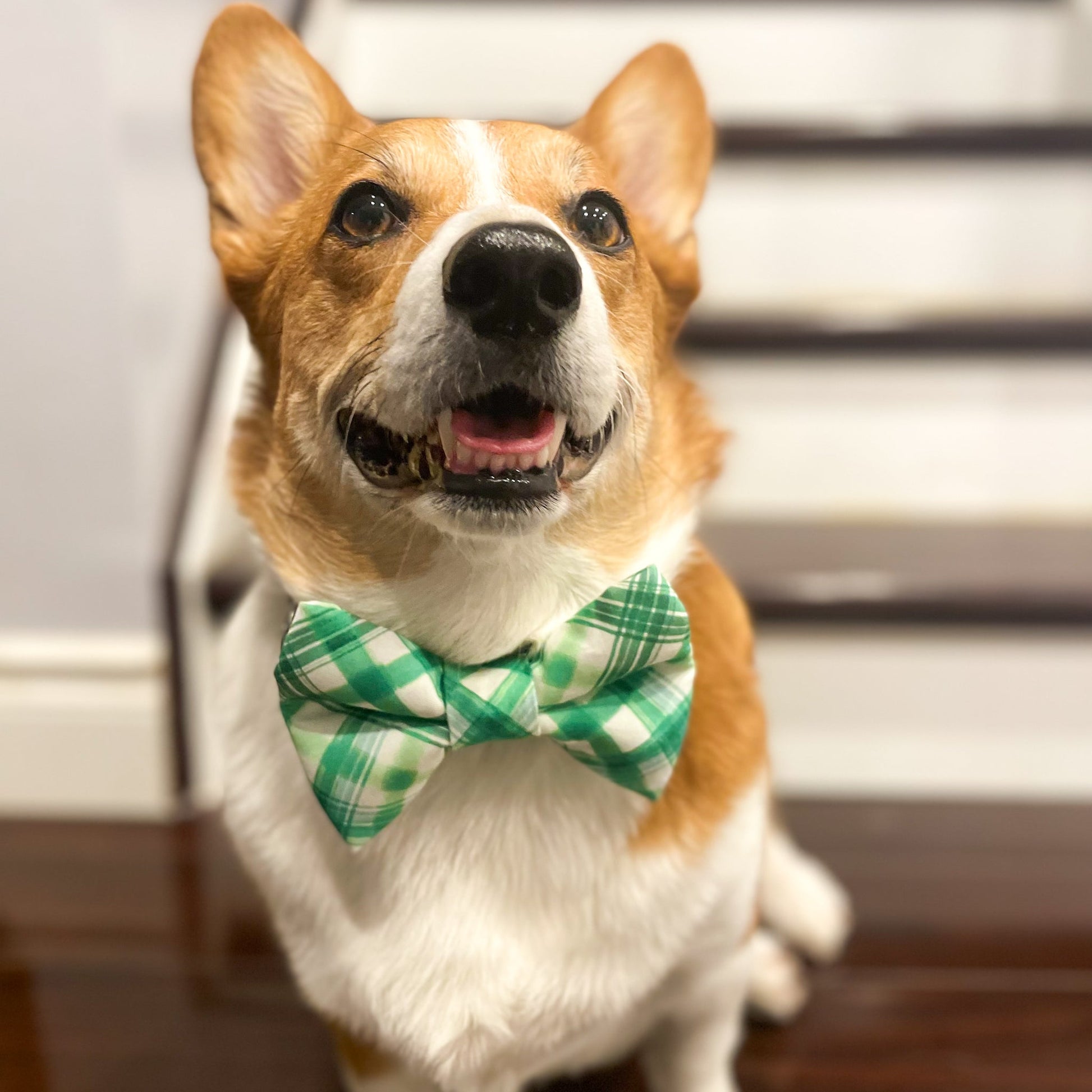 Pup Paw Apparel Co. - Shamrock Bowtie - Bowtie