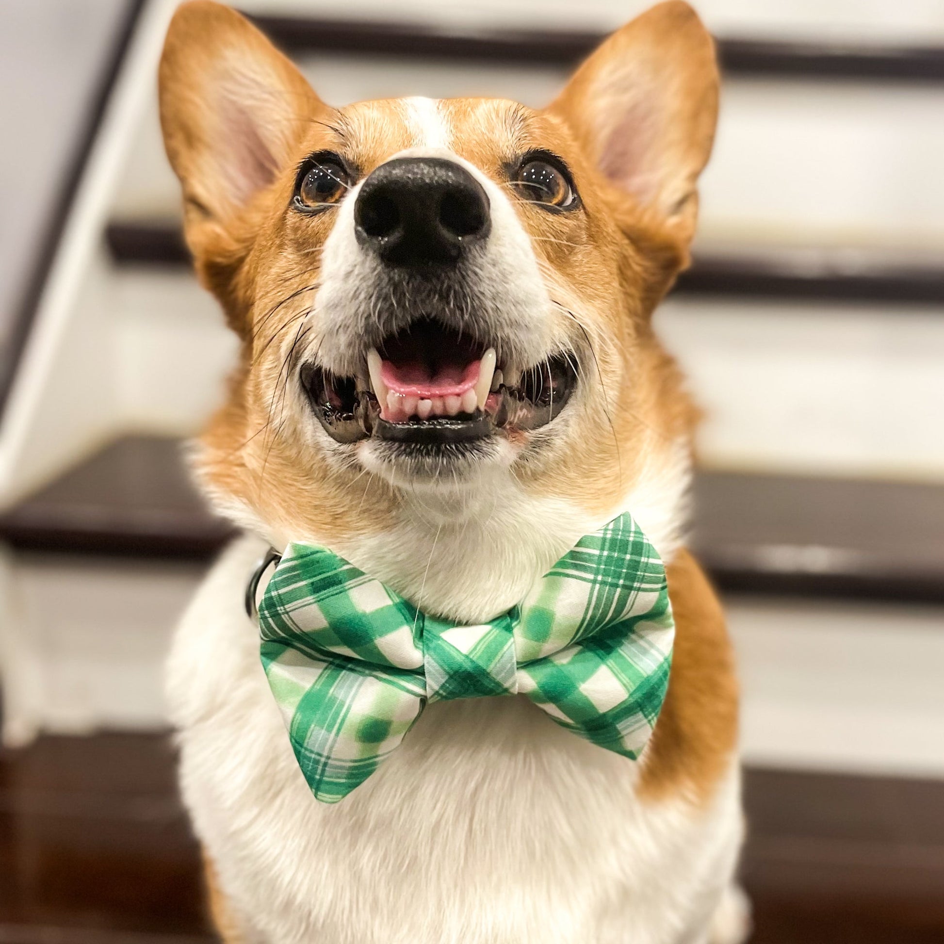 Pup Paw Apparel Co. - Shamrock Bowtie - Bowtie