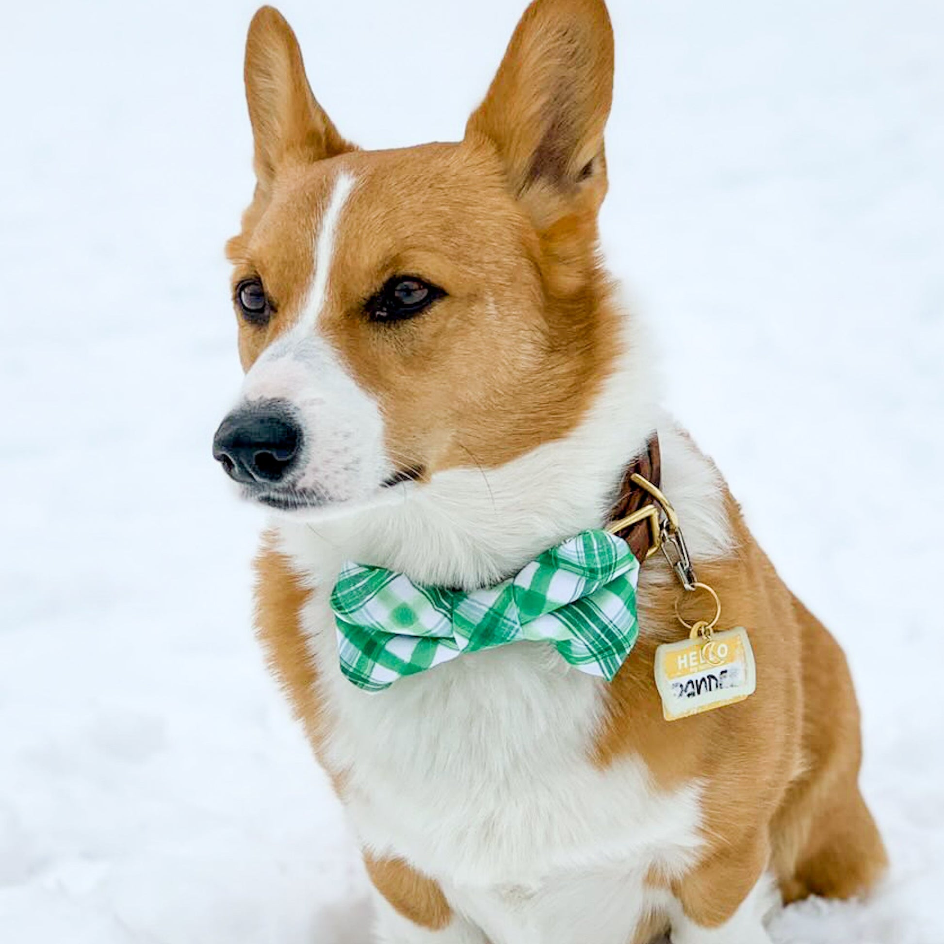 Pup Paw Apparel Co. - Shamrock Bowtie - Bowtie