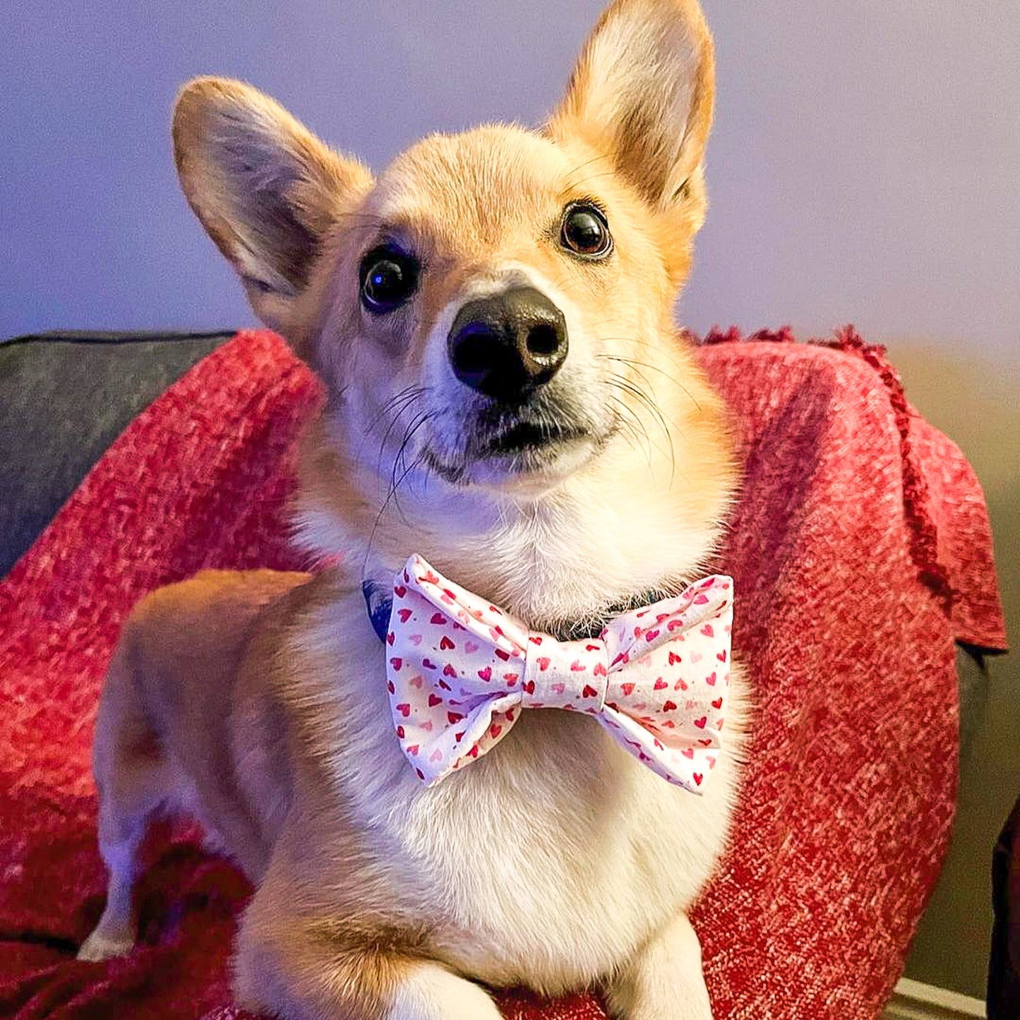 Pup Paw Apparel Co. - Sweet Heart Bowtie - Bowtie